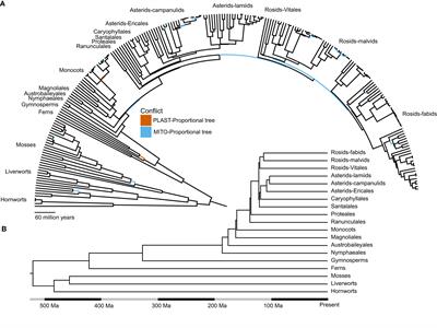 Characterizing conflict and congruence of molecular evolution across organellar genome sequences for phylogenetics in land plants
